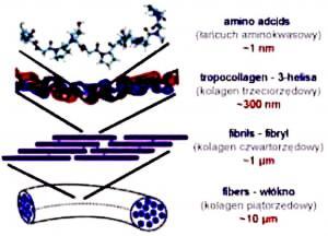 Struttura del collagene: dagli aminoacidi alla tripla elica, fibrille e fibre di collagene a diverse scale dimensionali