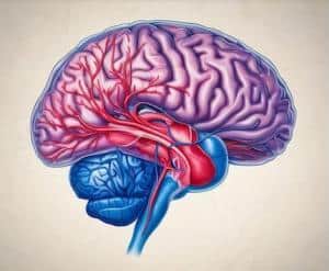 Declino cognitivo e flusso sanguigno al cervello, illustrazione del sistema vascolare cerebrale