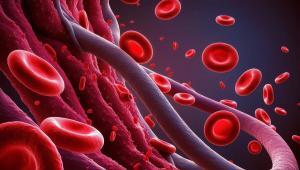 Flusso sanguigno nei vasi con globuli rossi in circolazione