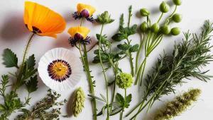 Qualità del sonno e piante officinali rilassanti per favorire il riposo naturale